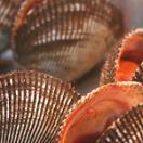 photo of shellfish, maybe scallops