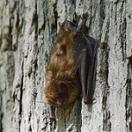 photo of  a bat clinging to a tree