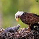 American Bald Eagle, Eagle, Eaglet, Eagle's Nest