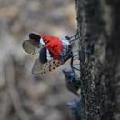 Spotted Lanternfly, Mosca linterna con machas, Invasive insects