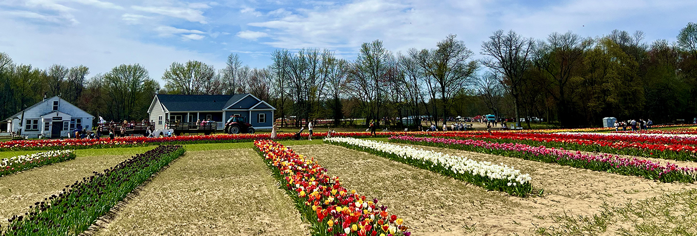 Tulips at Dalton Farms