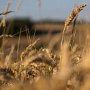 closeup phot of heads of wheat