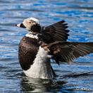 photo of a courting Long-tailed Duck