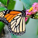 photo of  a Monarch butterfly