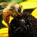 Honey Bee on Rudbeckia