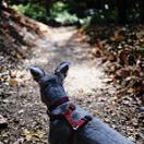 photo of a dog eagerly looking down a hiking path