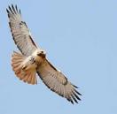 photo of a circling hawk