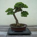 photo of a bonsai tree