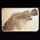 photo of a fossil of a bass-like fish