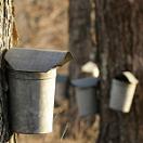 photo of sap collecting cans hanging on maple trees