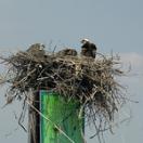 Osprey in a nest
