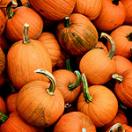 photo of a huge pile of pumpkins