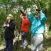 photo of 4 birders with binoculars staring upwards