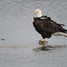bald eagle, eagle, sea birds, birds of prey, New Jersey, raptors, bird count, bird talk