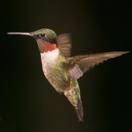 hummingibrd, New Jersey native hummingbird