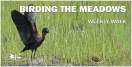 Event flyer with text and image of long-beaked black waterfowl in the reeds with raised wings