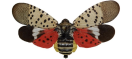 Image of insect with wings of red & beige with black freckles