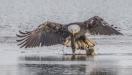 Eagle Flying Over Water Body