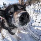 Husky, hiking, dog, dogs, winter activities, dog park