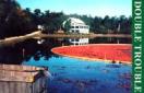 photo cranberry farm with pond and floating cranberries