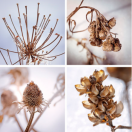 composite photo of buds of 4 different flowering plants