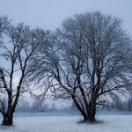 maple trees in winter