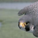 Peregrine Falcon, falcon, bird of prey